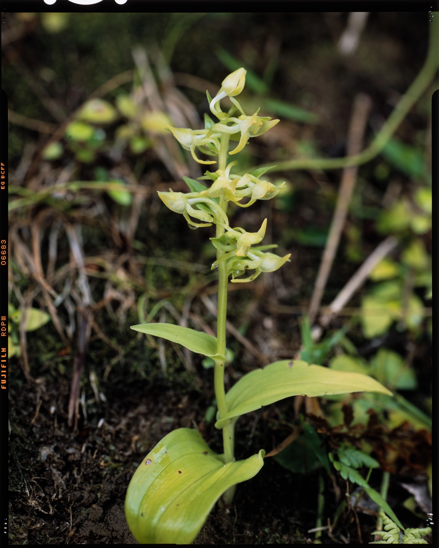 Platanthera mandarinorum